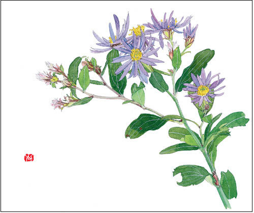 野紺菊（ノコンギク）　画：外山康雄