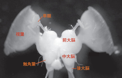 図3　バッタの脳