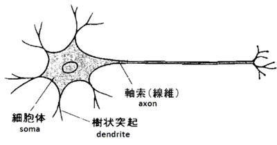 ニューロン
