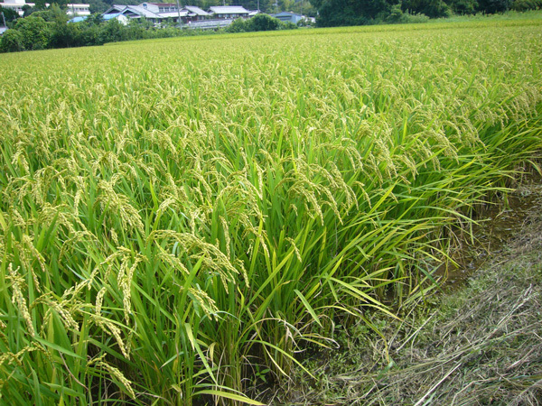 図1　穂を垂れはじめた早稲（キヌヒカリ）